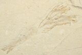 Cretaceous Fossil Fish (Ctenothrissa) & Shrimp - Lebanon #201372-1